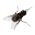 Fliege